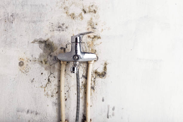 Best Fast Mold Removal  in King City, CA