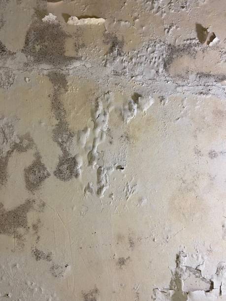 Best Toxic Mold Removal  in King City, CA