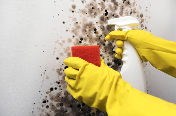 Best Residential Mold Removal  in King City, CA