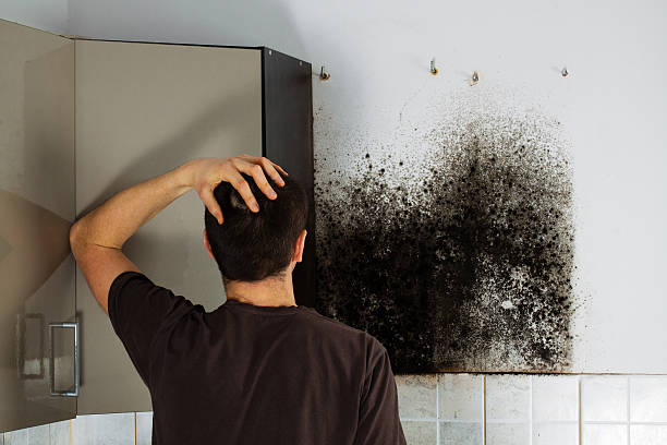 Best Attic Mold Removal  in King City, CA