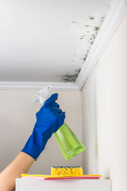 King City, CA Mold Removal Company