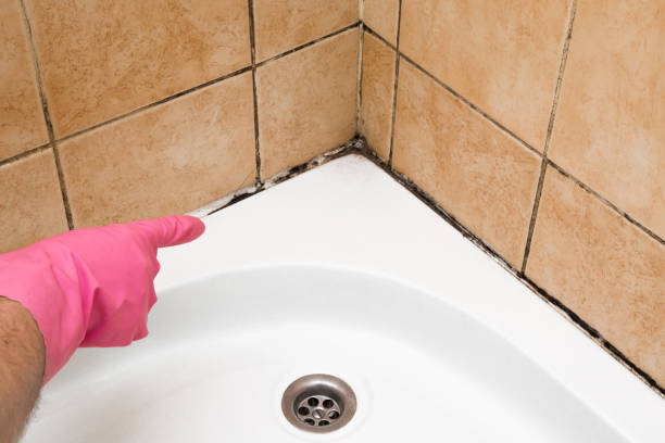 Best Local Mold Removal Service  in King City, CA