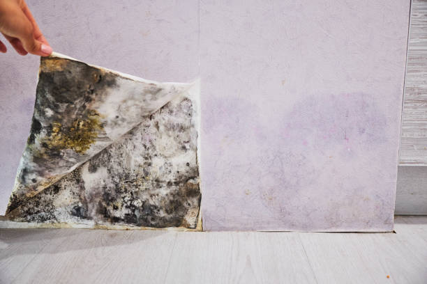 Best Fast Mold Removal  in King City, CA